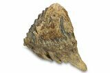 Fossil Woolly Mammoth Lower M Molar - Poland #295845-4